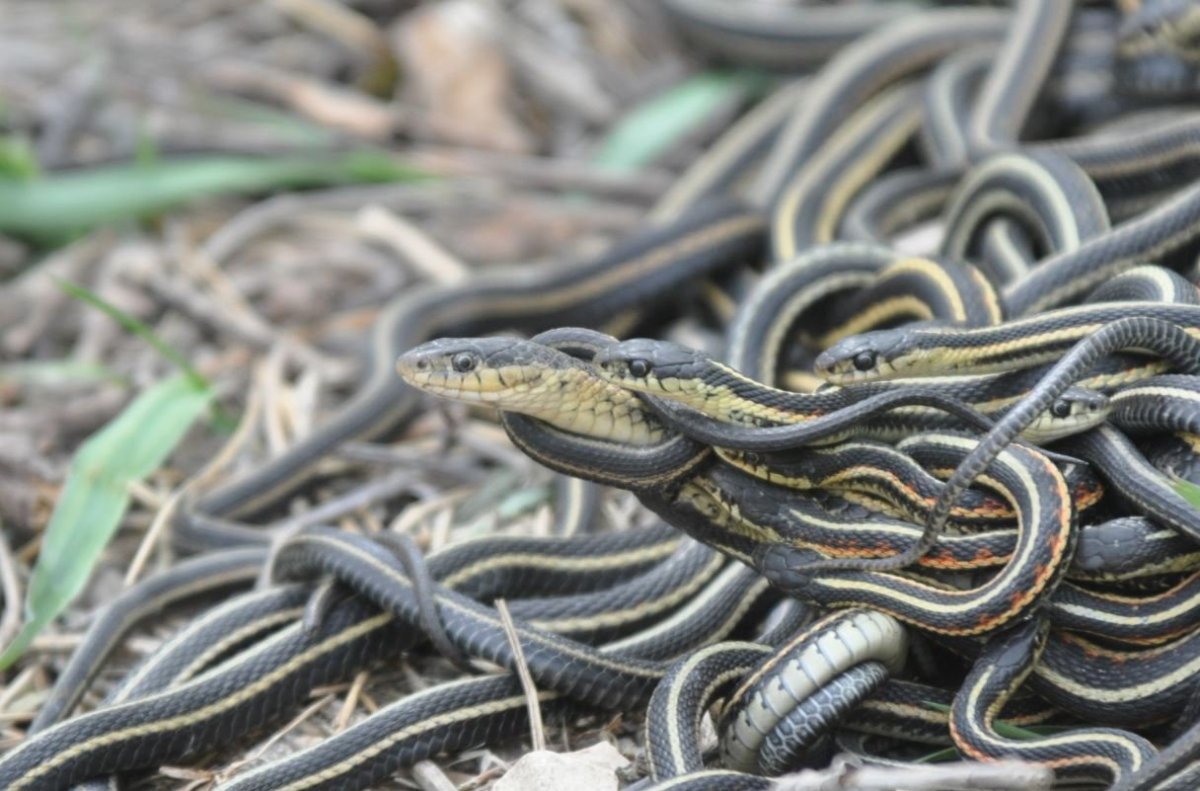 Сдвижение змей