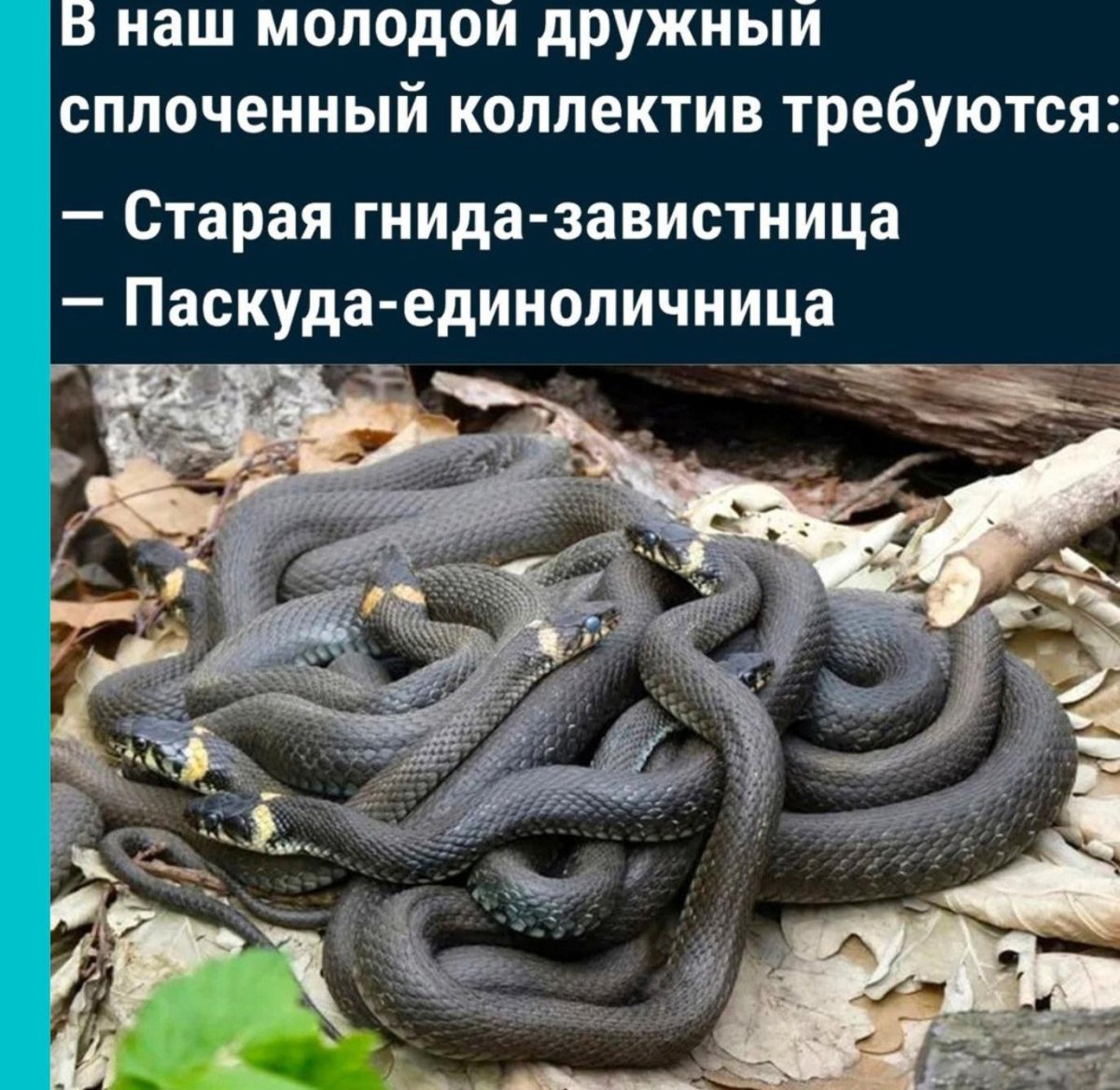 Трехголовая Кобра в Индии