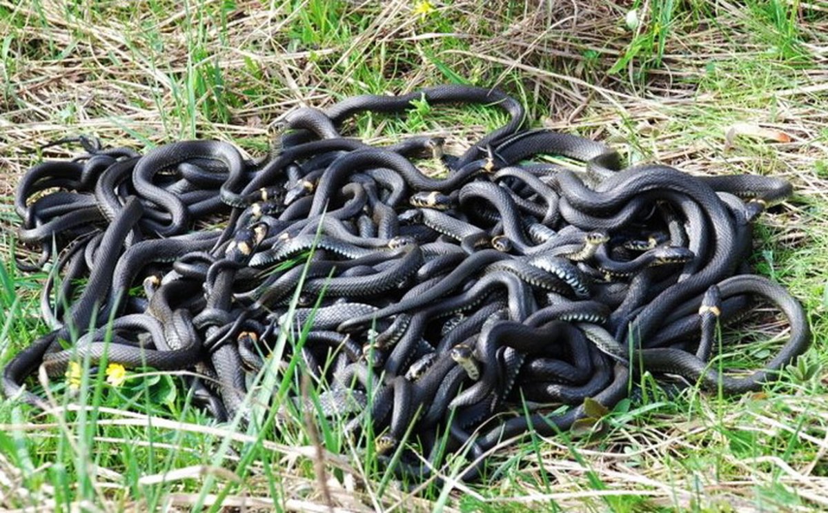 Гвидо Мокафико змеиная коллекция