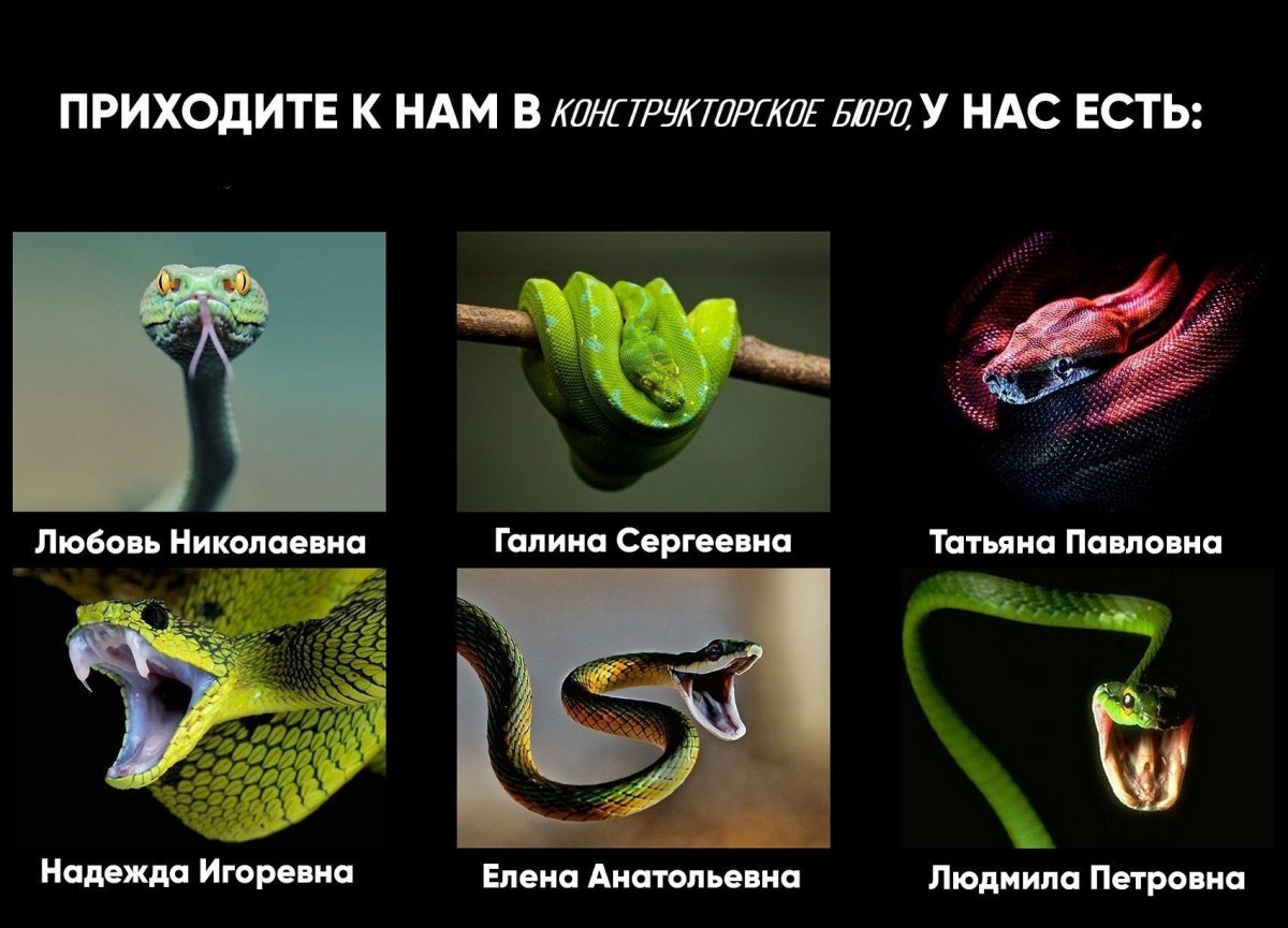 Гадючье кубло