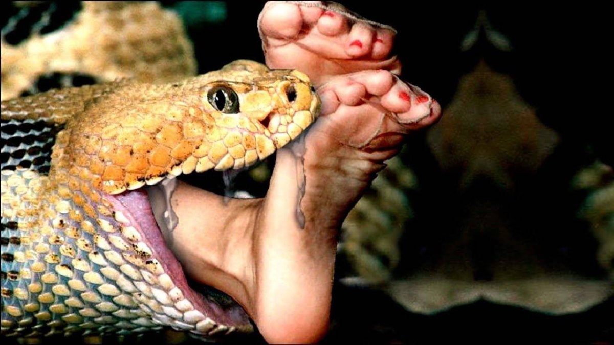 Гвидо Мокафико змеиная коллекция