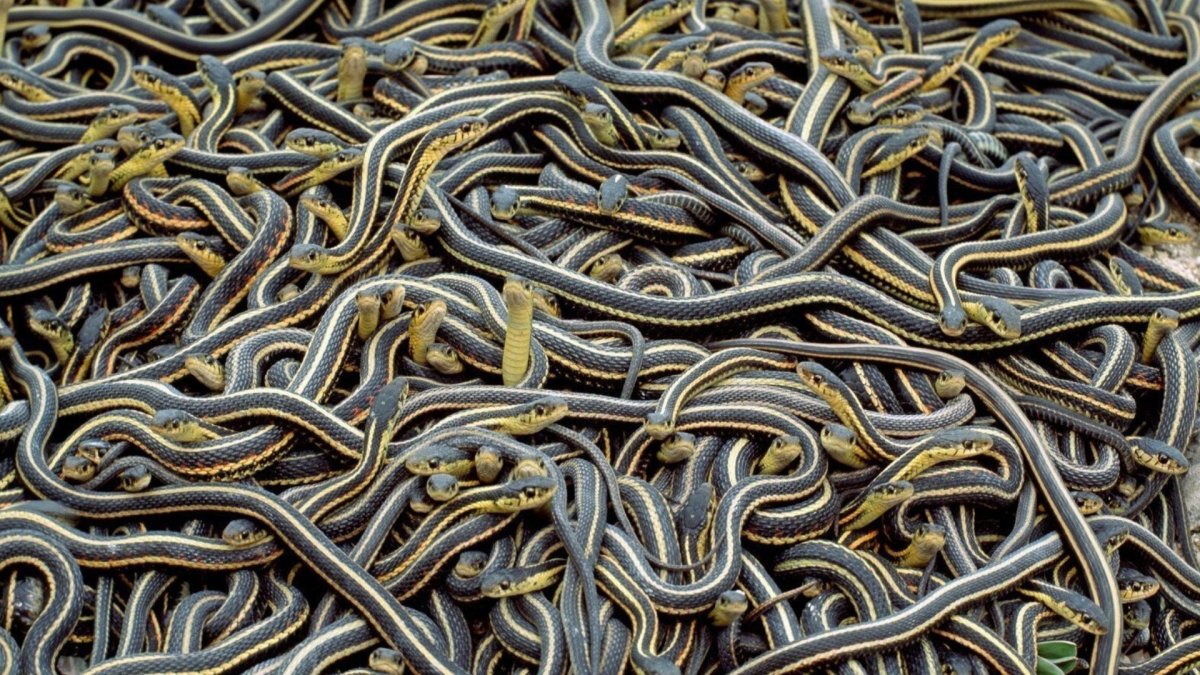 Кеймада-Гранди змеиный остров