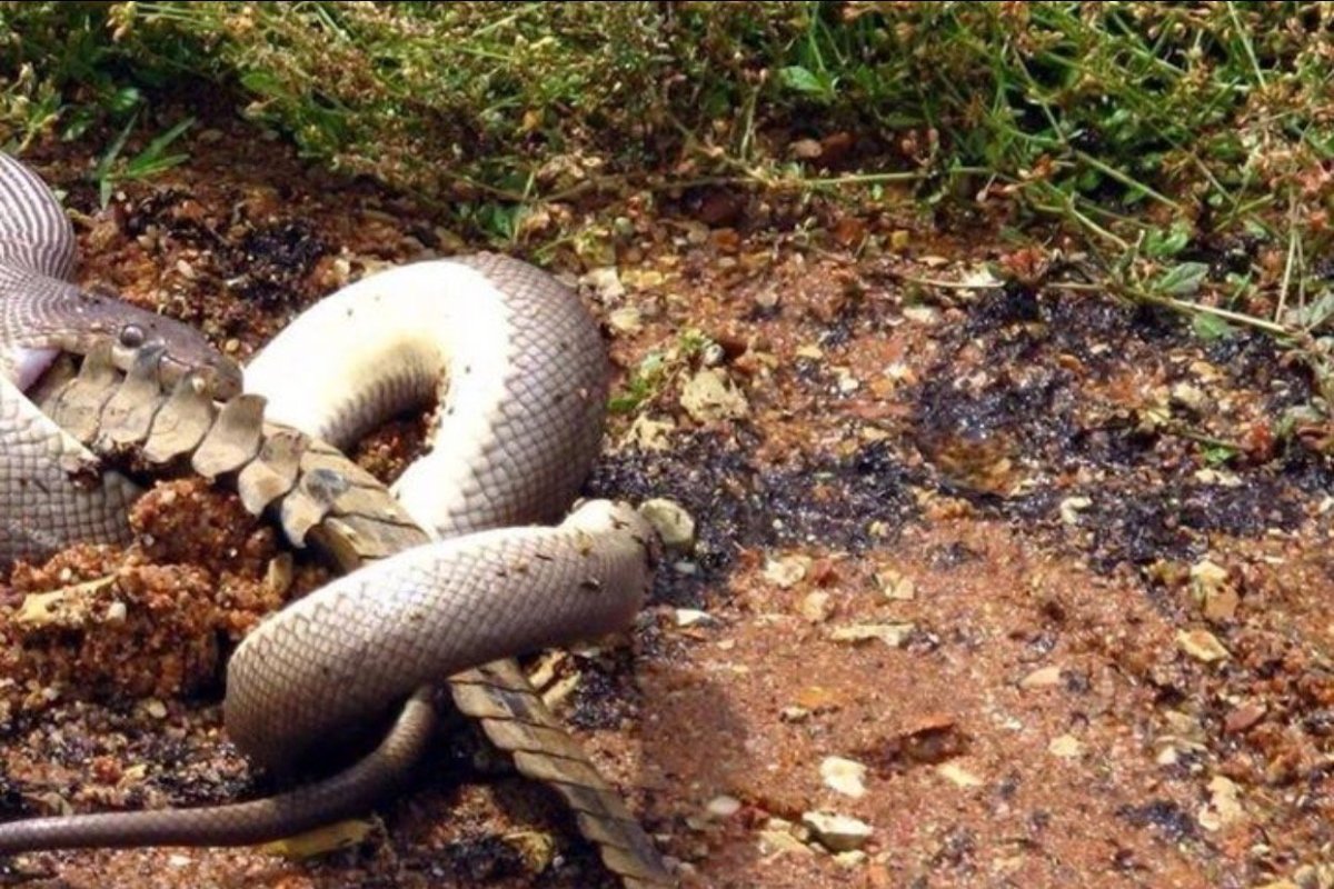 Сдвижение клубок змей
