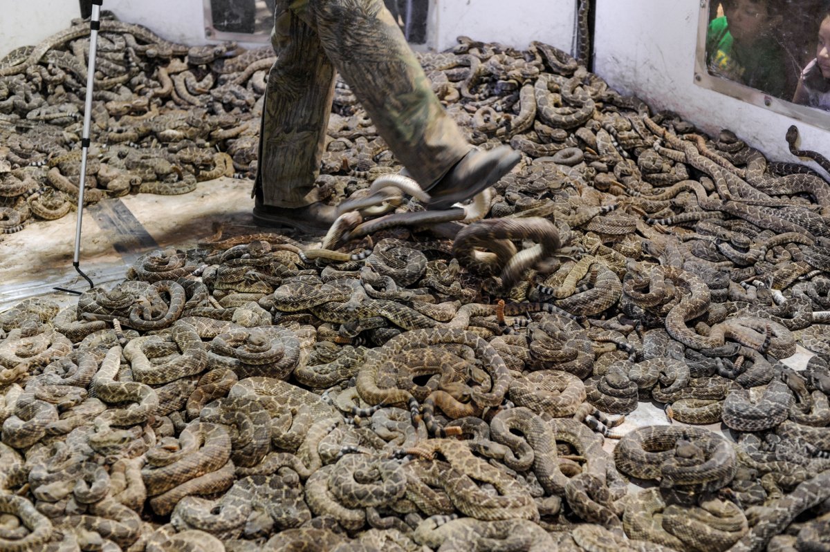 Королевский питон Региус взрослый