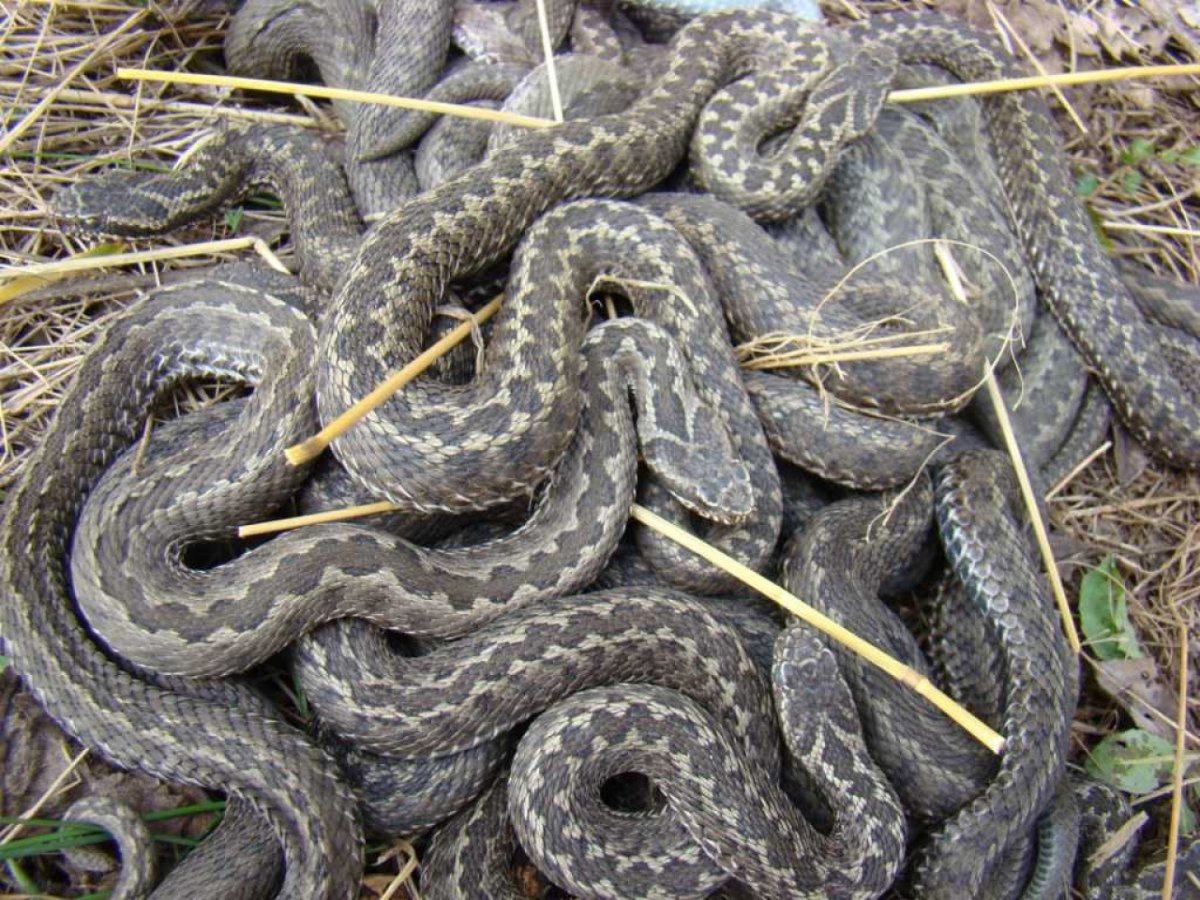 Иероглифовый питон и антилопа