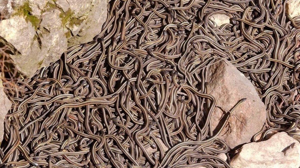 Артамон змеевик 25 сентября