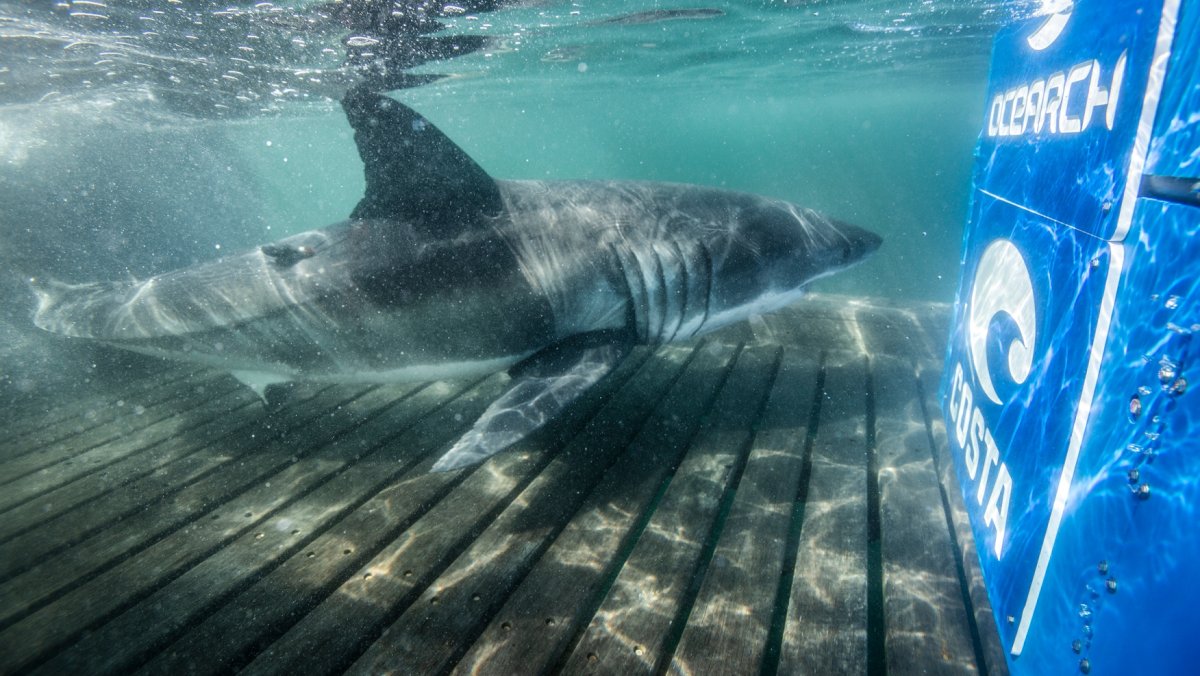 Пасть большой белой акулы