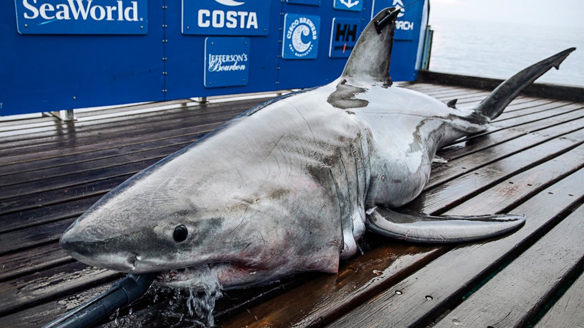 OCEARCH.org акулы