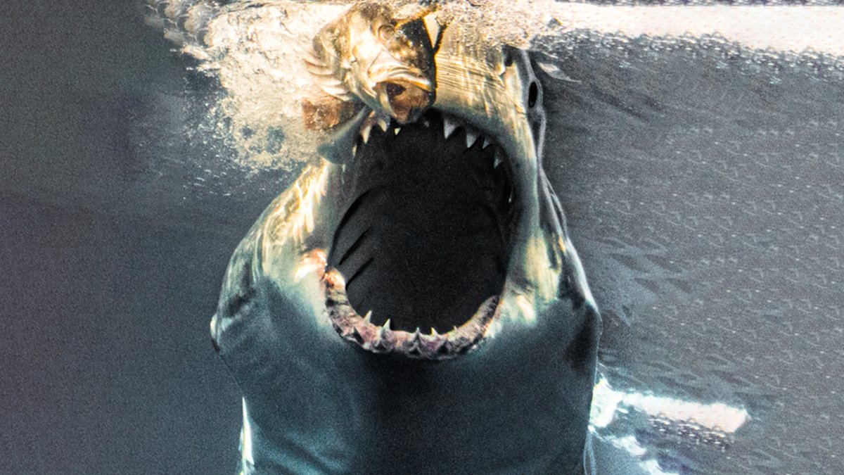 Большая акула