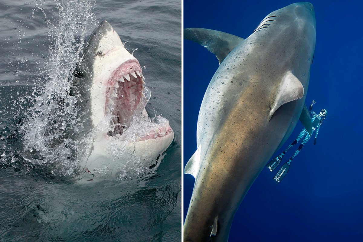 Дип Блю акула