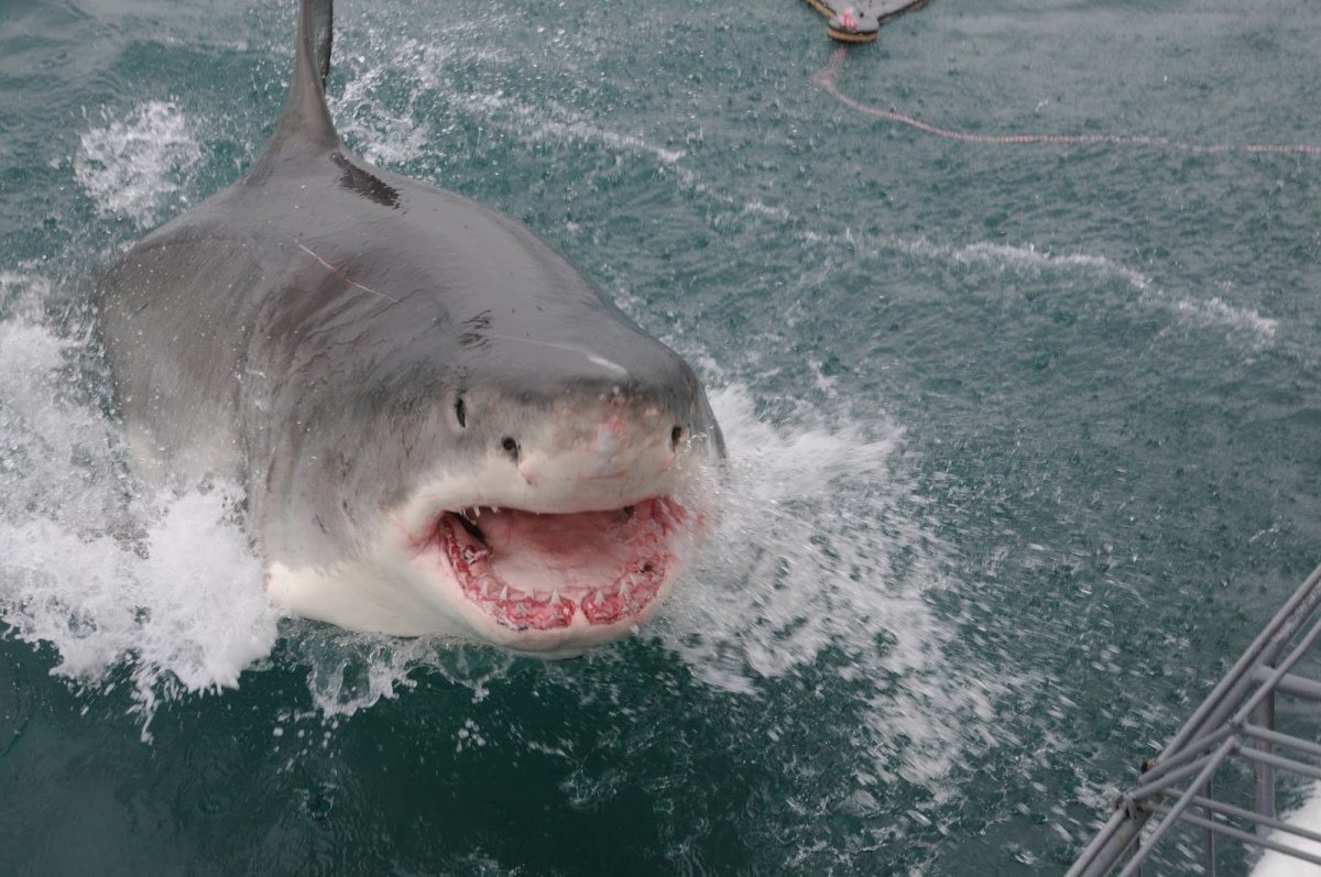 Bbc: большая белая акула фильм 1995