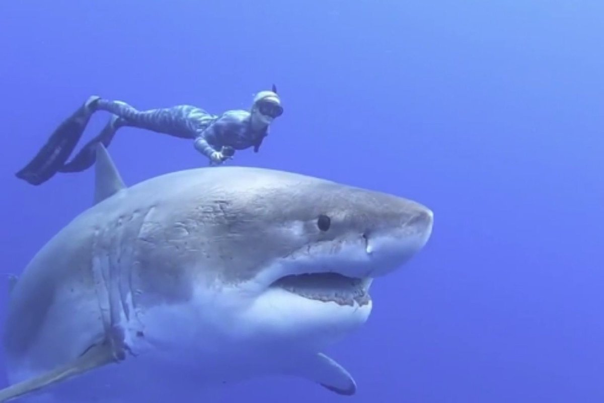 Нападения акул у побережья Нью-джерси (1916)