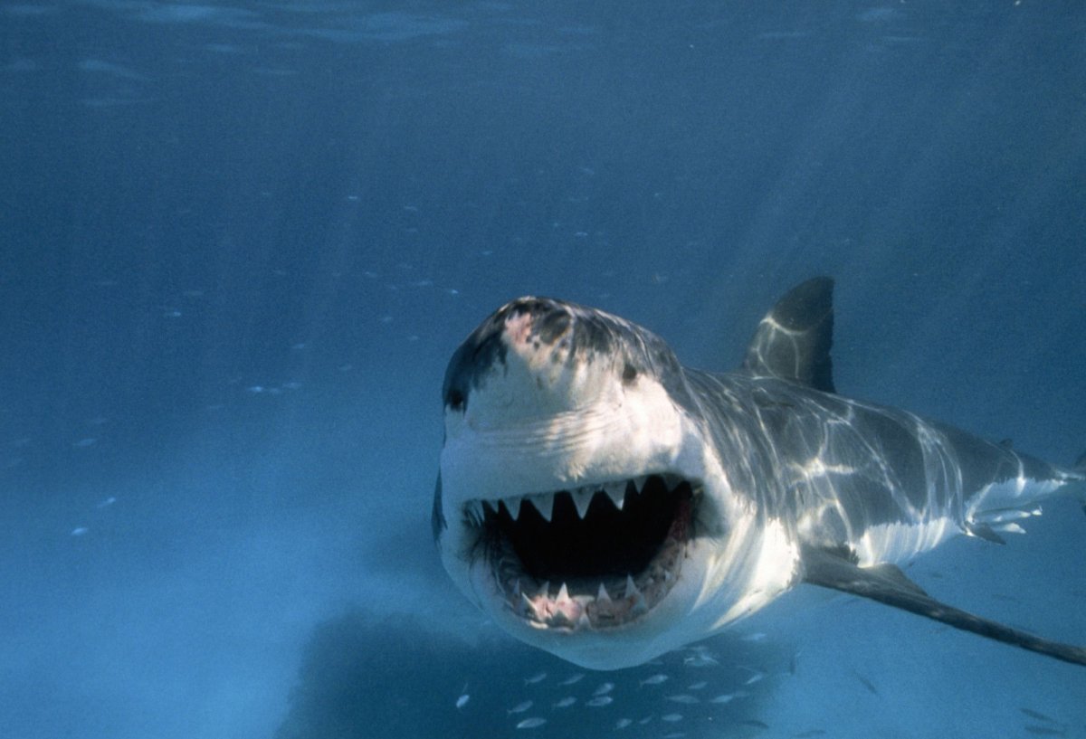 Большая белая акула (great White Shark)