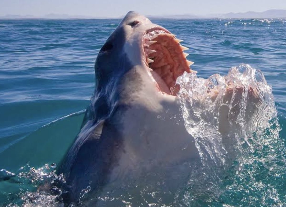 Акулы возле Калифорнии