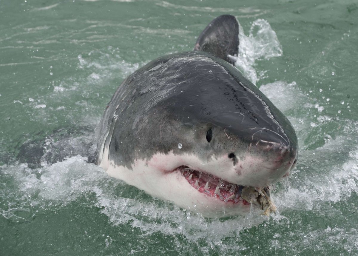 Carcharodon carcharias