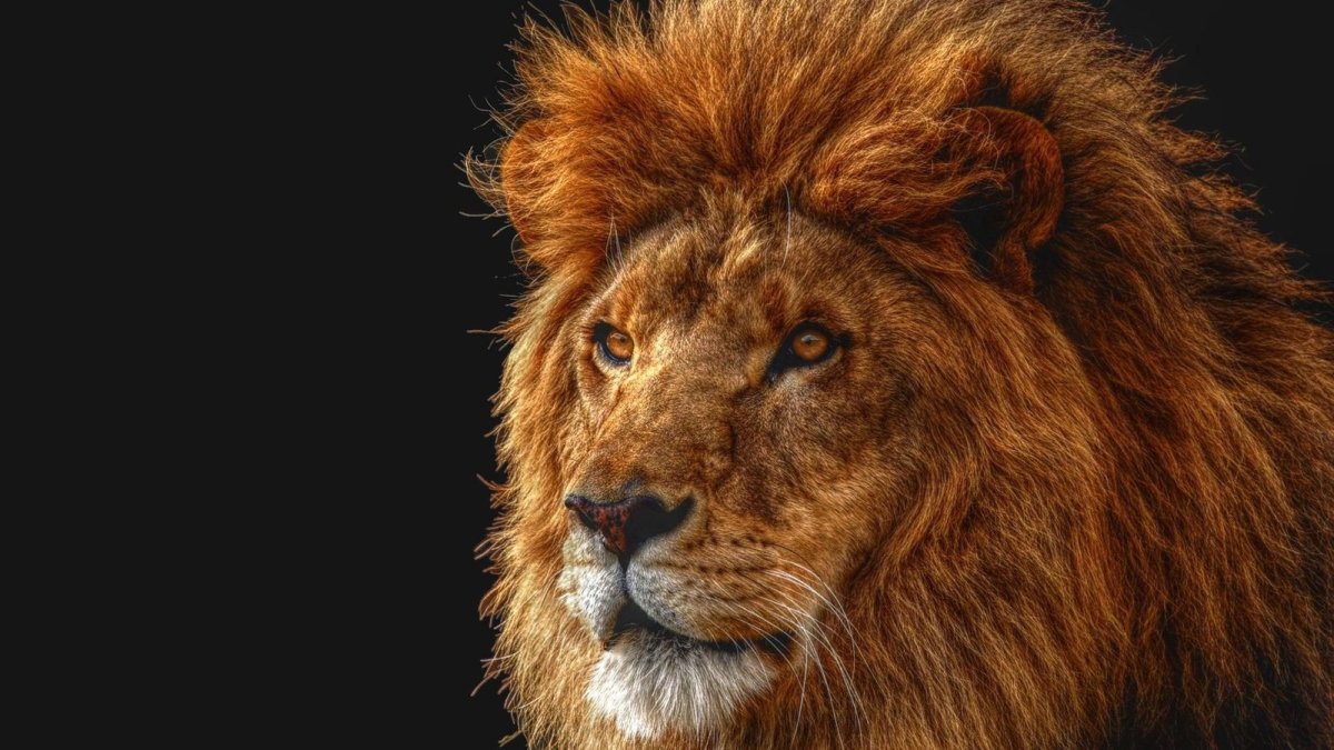 Заставки в виде Льва