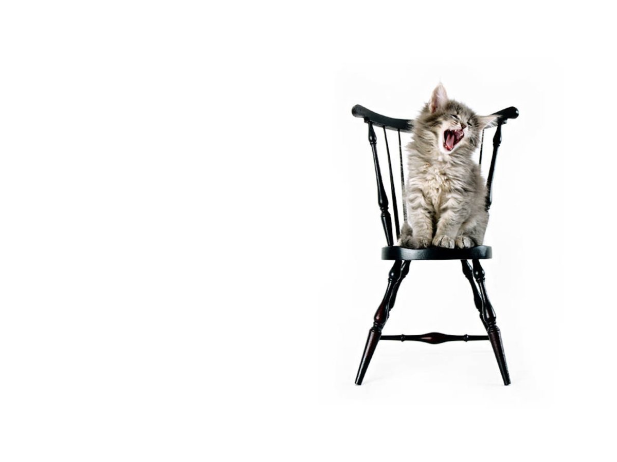 Кот в табуретке