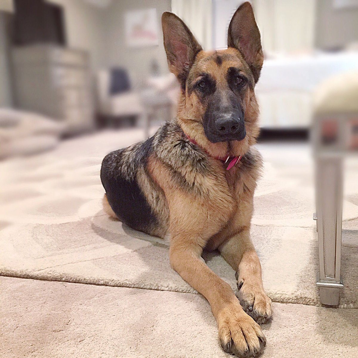 Собака Квазимодо с коротким позвоночником