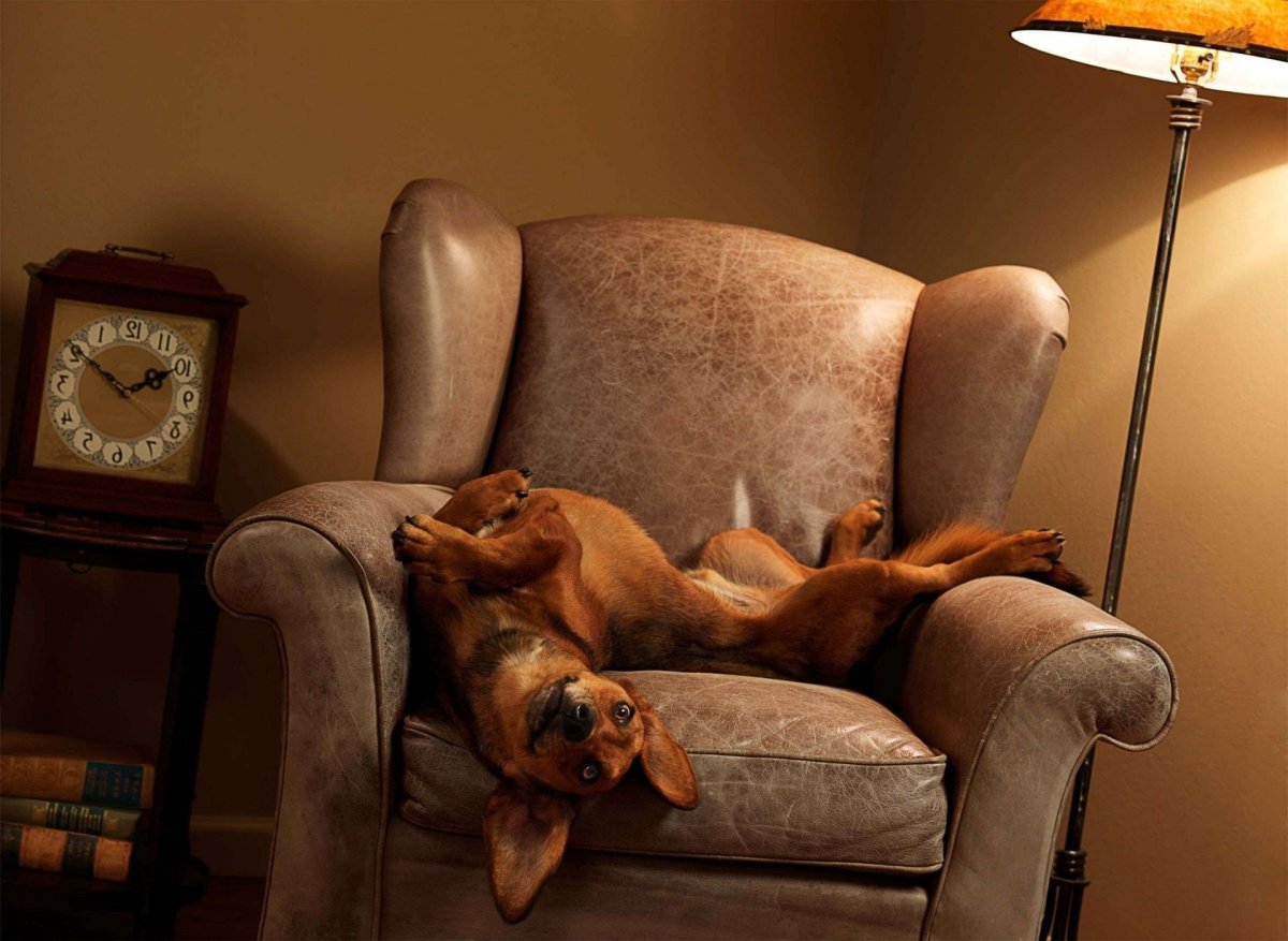 Диван для собаки