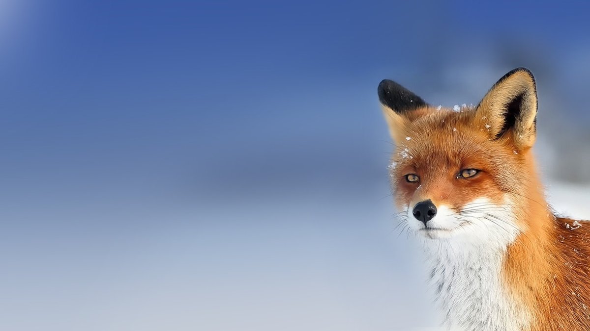 Красивые лисы