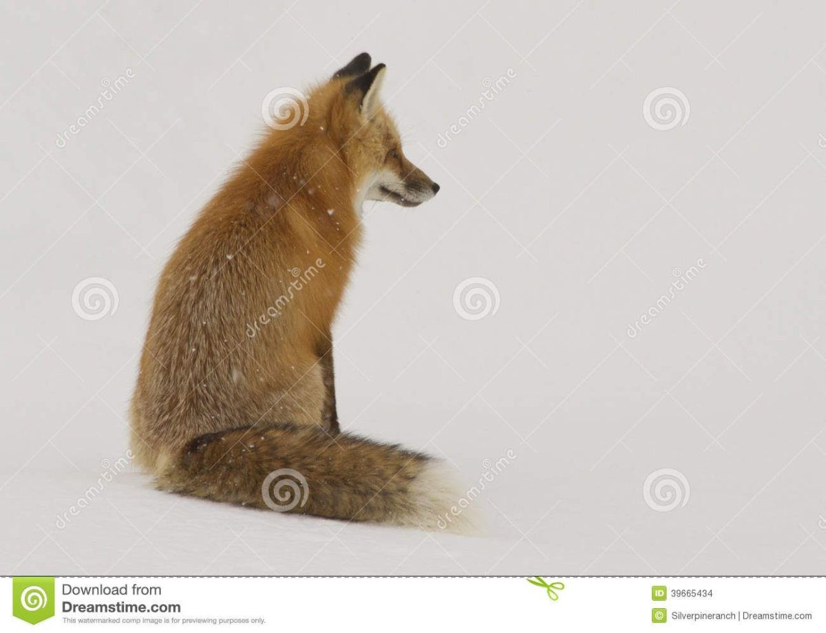 Лиса сидит спиной