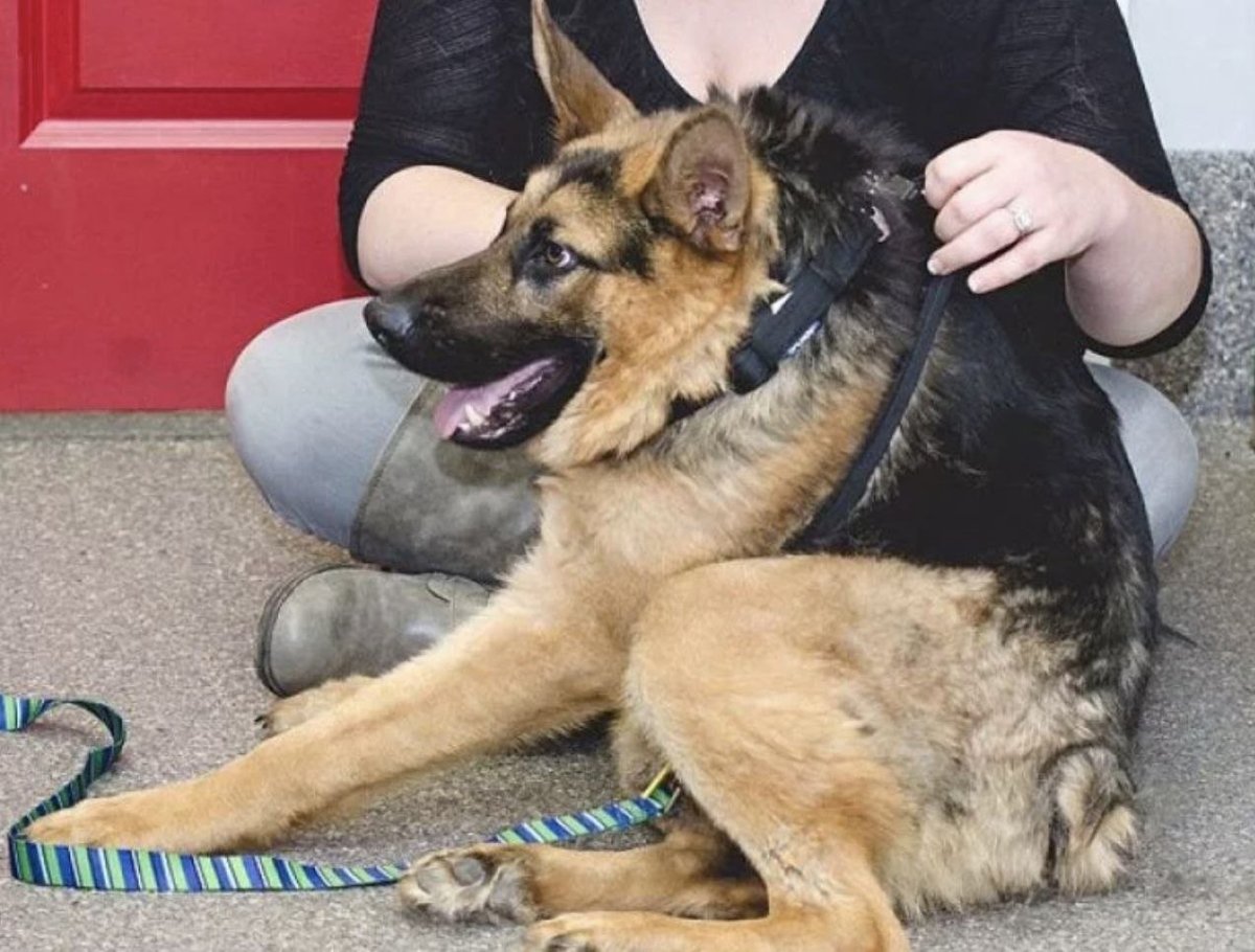 Карликовая немецкая ОВЧ