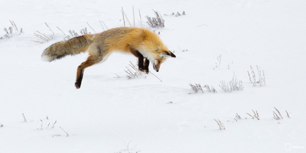 Лиса охотится на Зайцев