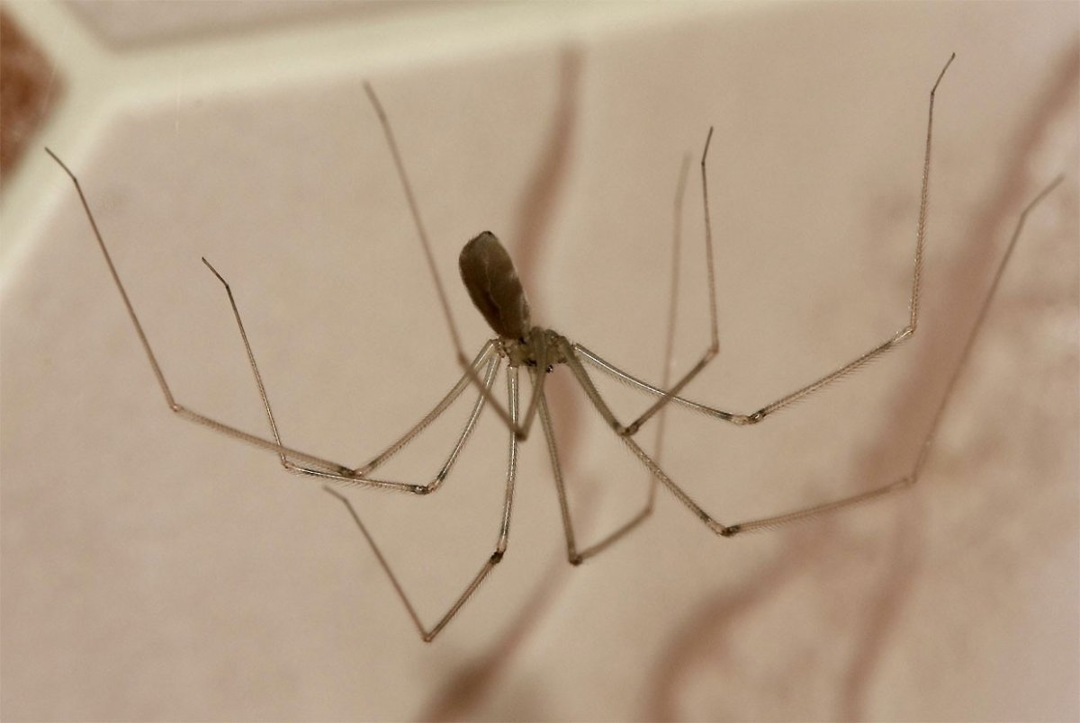 Ядовитые пауки в Сочи