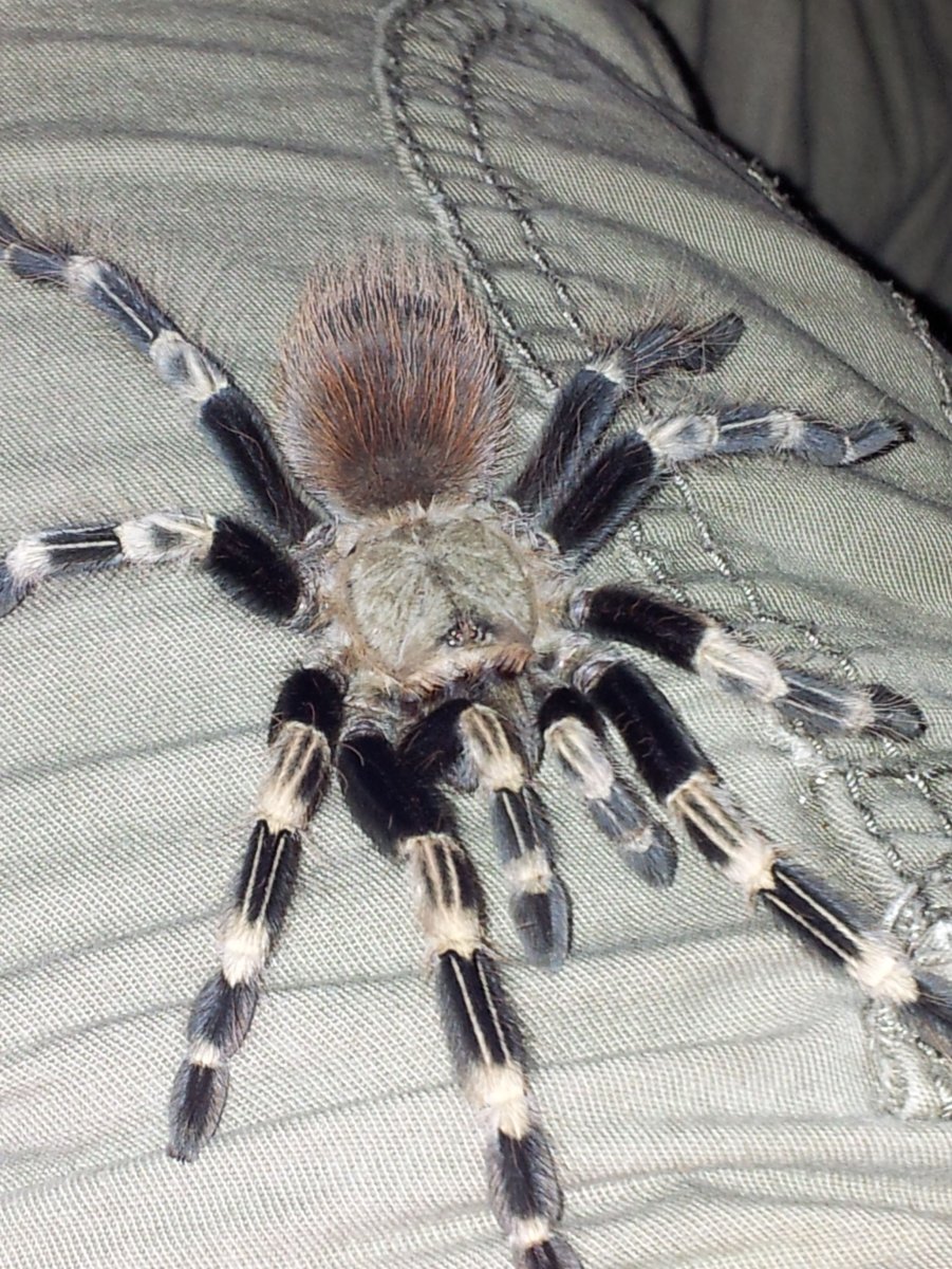 Паук Tegenaria atrica