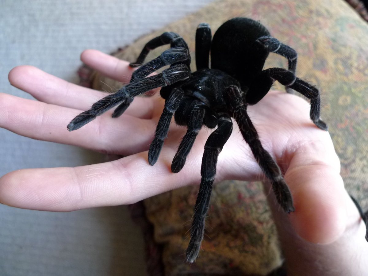 Тарантула домашний паук тарантула