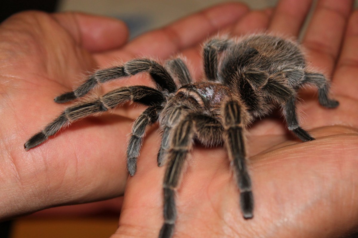 Паук птицеед домашний