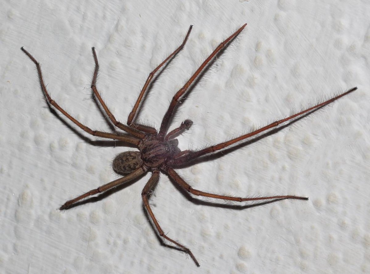 Маленький черный паук