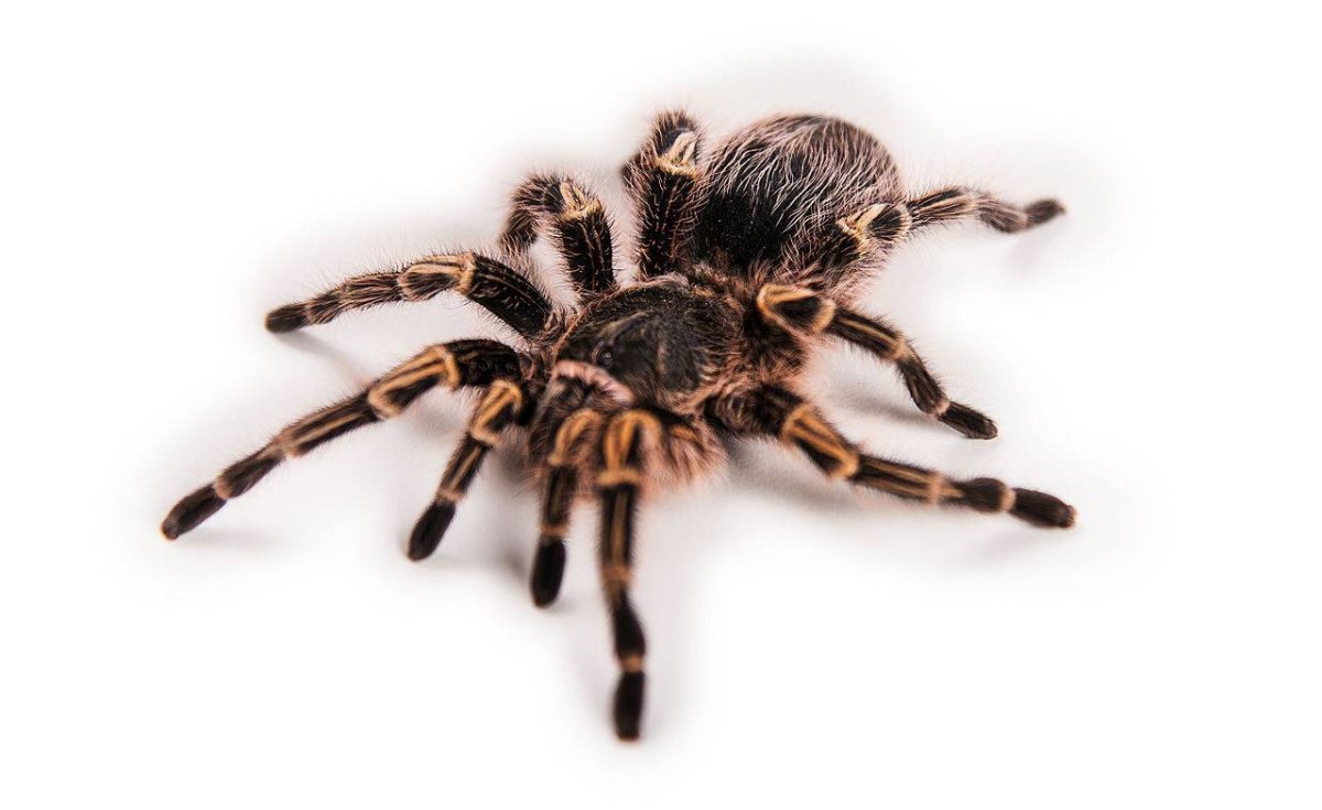 Паук птицеед Брахипельма