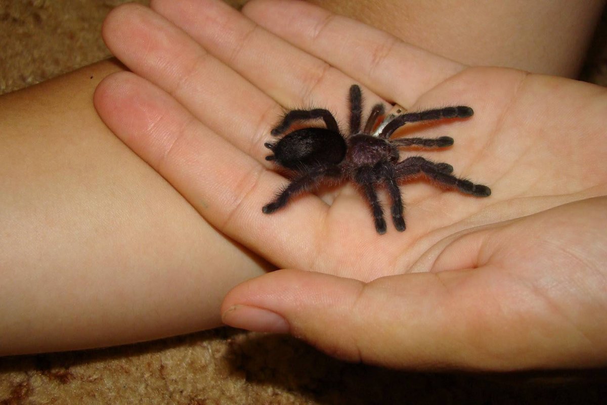 Тарантул птицеед домашний