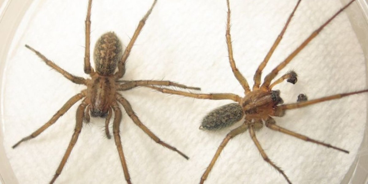 Домовой паук Tegenaria Agrestis