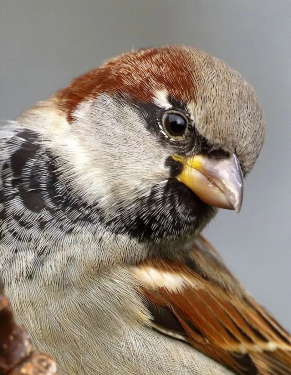 Воробьев, воробушков