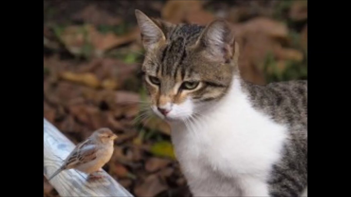 Кошка и Воробей