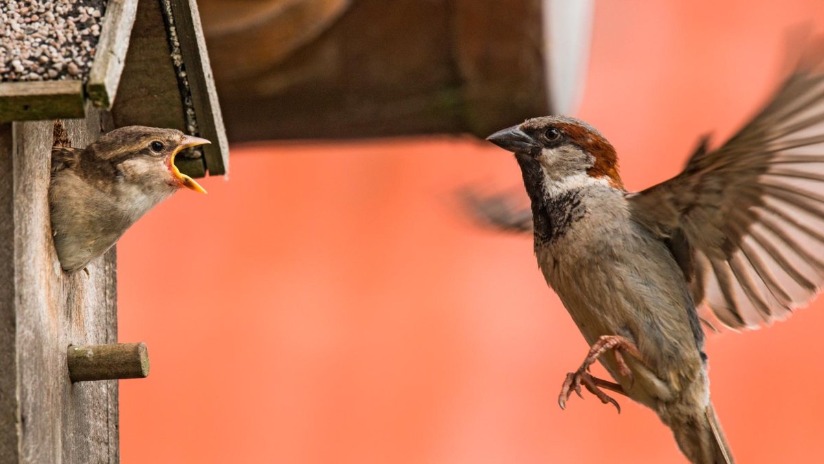 Домик для воробья