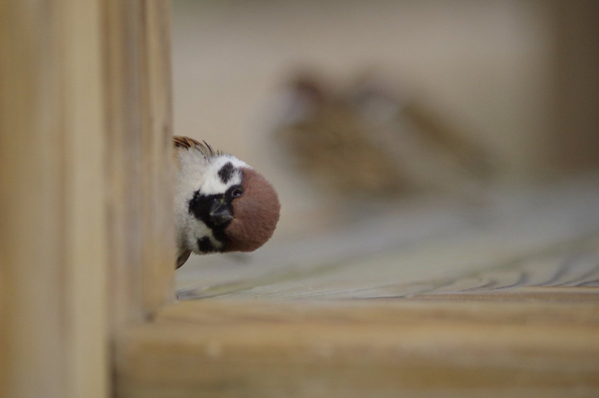 Птица клюет зернышки