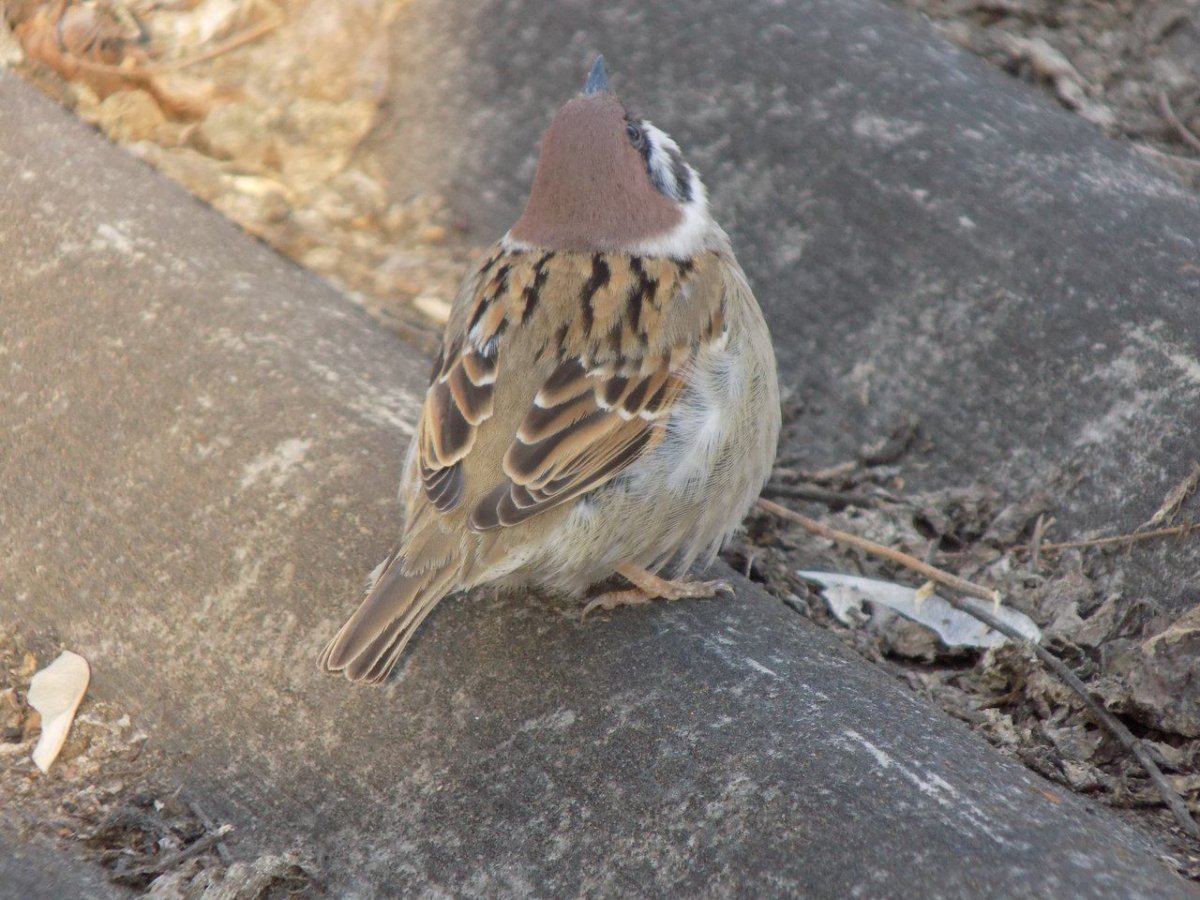 Белорусский Воробушек
