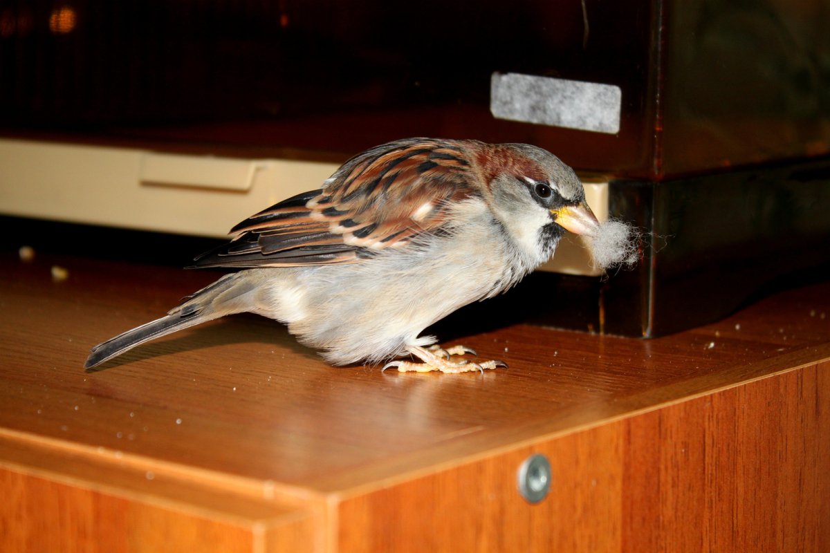 Домашний Воробей