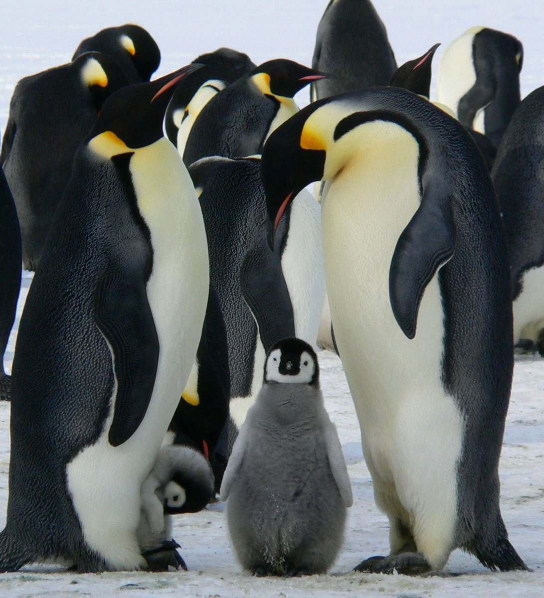 Пингвин Адели и Императорский Пингвин