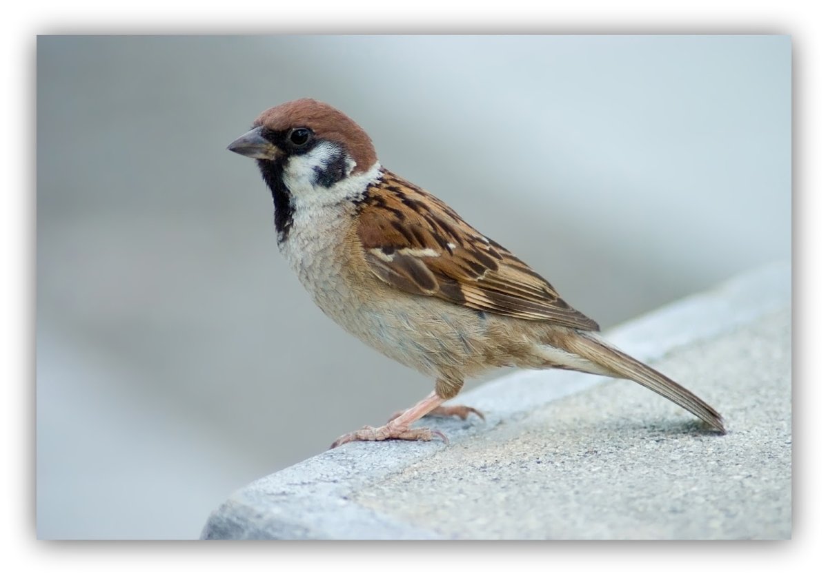 Красноголовый Воробей