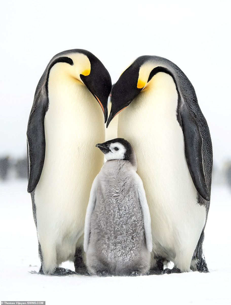 Птенец Императорского пингвина