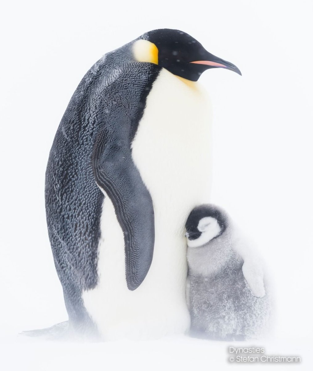 Ласковые пингвины