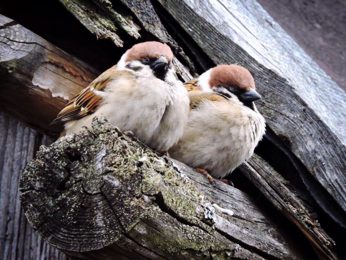 Гнездо воробья в городе