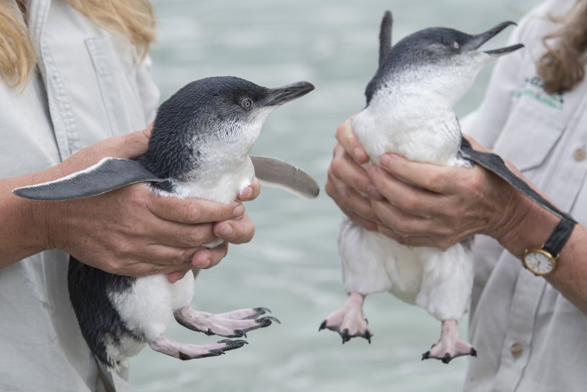 Малый австралийский Пингвин