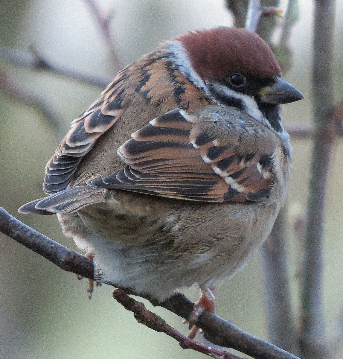 Воробей референс