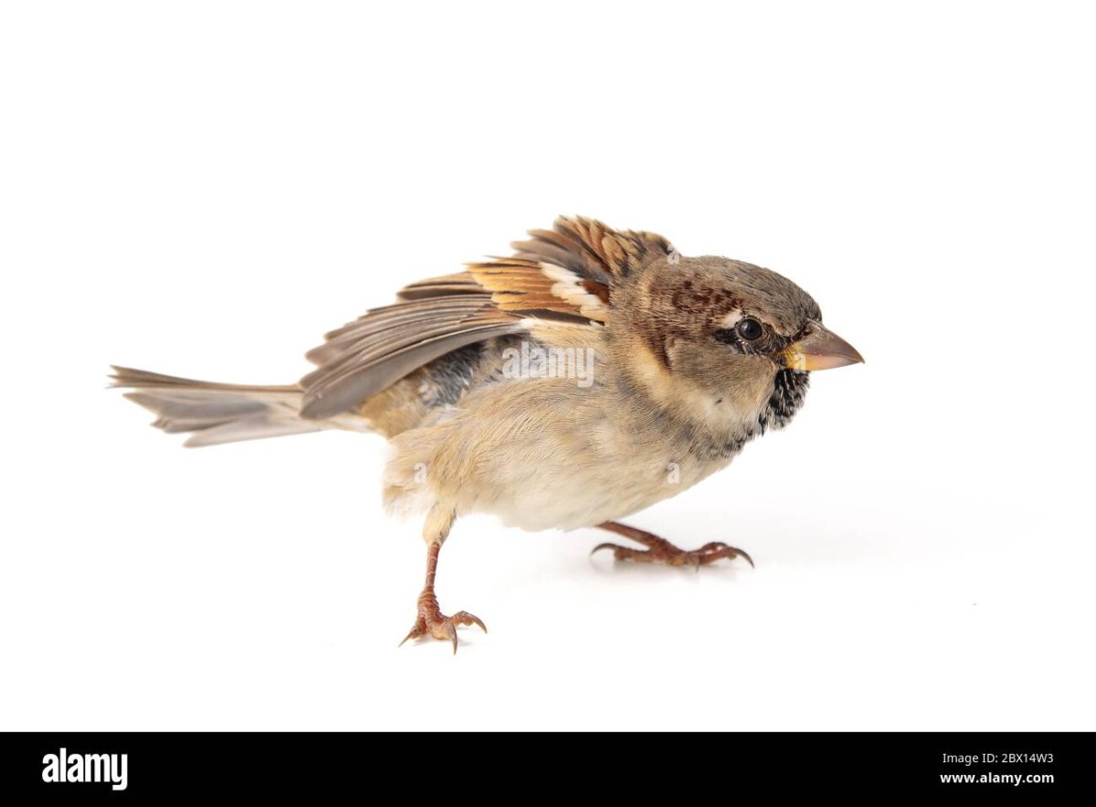 Милый Воробей