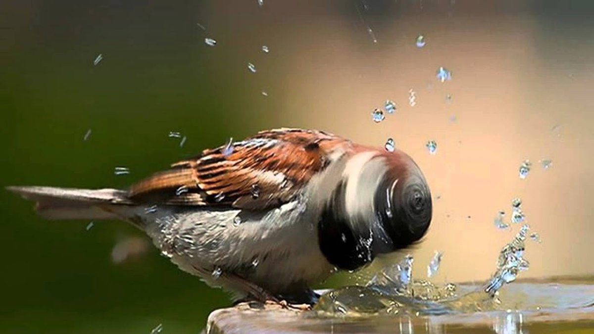 Смешной Воробей